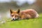 Vicious looking European red fox
