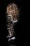 Viciously stares and steps forward. leopard isolated on black background. Wild beautiful big cat in the night darkness, a