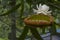 Victoria Amazonica - Amazon Waterlily