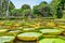 Victoria Amazonica Giant Water Lilies in beautiful Suan Saranrom