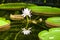 Victoria Amazonica (giant waterlily)