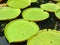 Victoria amazonica  large floating leaves