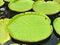 Victoria amazonica large floating leaves in pond