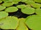 Victoria amazonica large floating leaves in pond