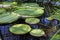 Victoria Amazonica leaves on water