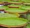 Victoria Amazonica lotus leaf