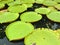 Victoria amazonica in nature large floating leaves