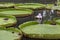 Victoria amazonica in pond