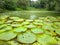 Victoria amazonica is a species of flowering plant, the largest of the Nymphaeaceae family of water lilies. at botanical garden Ho