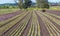 Victoria, British Columbia/ Canada - 06/18/2019: Workers plant rows of crops in a farmers field with the use of a   crop tractor .