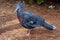 Victoria Crowned Pigeon