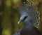 Victoria Crowned Pigeon