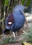 Victoria crowned pigeon bird , papua new guinea