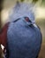 Victoria crowned pigeon bird , papua new guinea