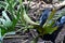 Victoria Crowned Pigeon carrying leaf in beak