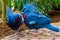 Victoria crowned pigeon couple together, tropical and colorful birds from new guinea, Near threatened bird specie