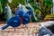 Victoria crowned pigeon couple walking together, tropical and colorful birds from new guinea, Near threatened bird specie