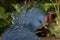 Victoria crowned pigeon (Goura victoria)