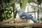 Victoria crowned pigeon (Goura victoria)