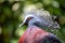 Victoria Crowned Pigeon (Goura victoria) in Papua New Guinea