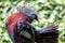 Victoria Crowned Pigeon (Goura victoria) in Papua New Guinea