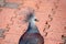 Victoria Crowned Pigeon (Goura victoria) in Papua New Guinea