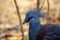 Victoria Crowned Pigeon (Goura victoria) in Papua New Guinea