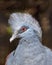 Victoria Crowned Pigeon (Goura victoria) in Papua New Guinea