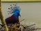 Victoria crowned pigeonn sitting in its nest in closeup, beautiful and colorful dove from new guinea, Near threatened animal