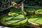 Victoria Cruziana giant leaves in a botanical garden