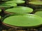 Victoria Giant Lily pads