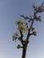 Victoria Plum flower blossom with a blurred sky background