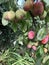 Victoria plums ripening on a tree in summer