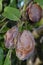 Victoria plums shrivelled by brown rot