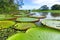 Victoria Regia in the Amazon Rain Forest