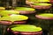Victoria Regia, the world\'s largest leaves, of Amazonian water lilies
