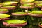 Victoria Regia, the world\'s largest leaves, of Amazonian water lilies