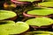 Victoria Regia, the world\'s largest leaves, of Amazonian water lilies