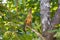 Victoria`s Riflebird in Queensland Australia