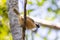 Victoria`s Riflebird in Queensland Australia