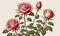 Victorian Charm: A Delightful Rose Flowering Plant in Vintage Botanical Illustration, Set Against a Creamy Paper Backdrop