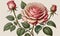 Victorian Charm: A Delightful Rose Flowering Plant in Vintage Botanical Illustration, Set Against a Creamy Paper Backdrop