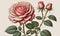 Victorian Charm: A Delightful Rose Flowering Plant in Vintage Botanical Illustration, Set Against a Creamy Paper Backdrop