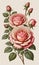 Victorian Charm: A Delightful Rose Flowering Plant in Vintage Botanical Illustration, Set Against a Creamy Paper Backdrop