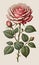 Victorian Charm: A Delightful Rose Flowering Plant in Vintage Botanical Illustration, Set Against a Creamy Paper Backdrop