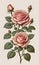 Victorian Charm: A Delightful Rose Flowering Plant in Vintage Botanical Illustration, Set Against a Creamy Paper Backdrop