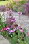 Victorian country cottage garden flowers