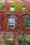 Victorian homes from street in Boston red brick exterior with Boston ivy in autumn colors draped down walls and around windows