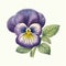 Victorian-inspired Illustration Of A Lifelike Purple Pansy Flower