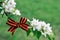 Victory day is a spring holiday. A bow of St. George`s ribbon on a branch of a flowering Apple tree.